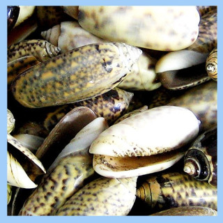 Olives Assorties (lot de 50pcs) vendu par 3