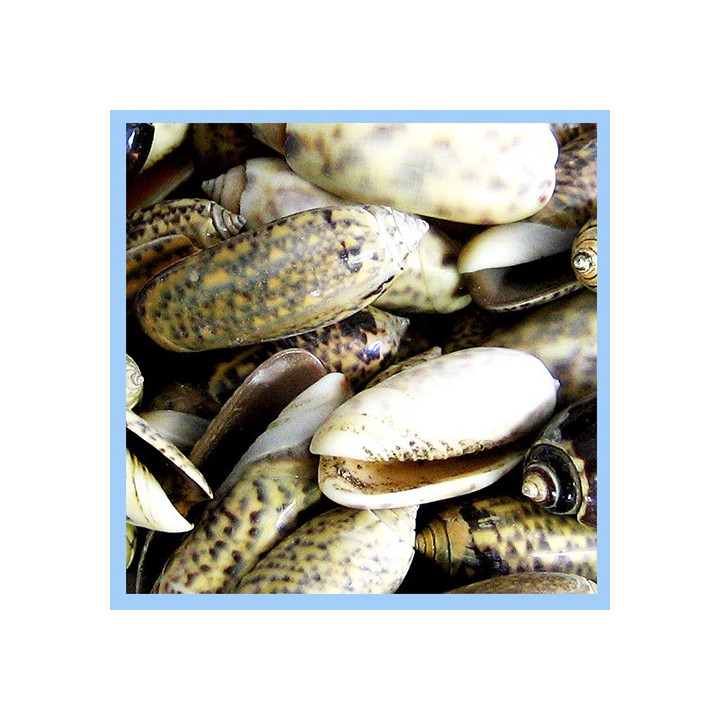 Olives Assorties (lot de 50pcs) vendu par 3