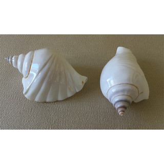 Strombus Canarium Festoné par 25