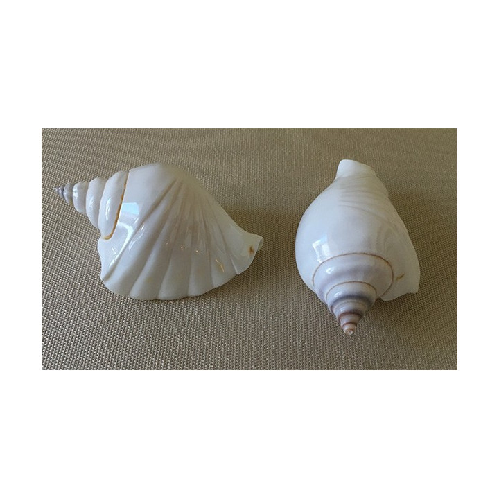 Strombus Canarium Festoné par 25