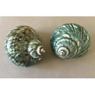 Polished green burgo 9.5/11cm by 6