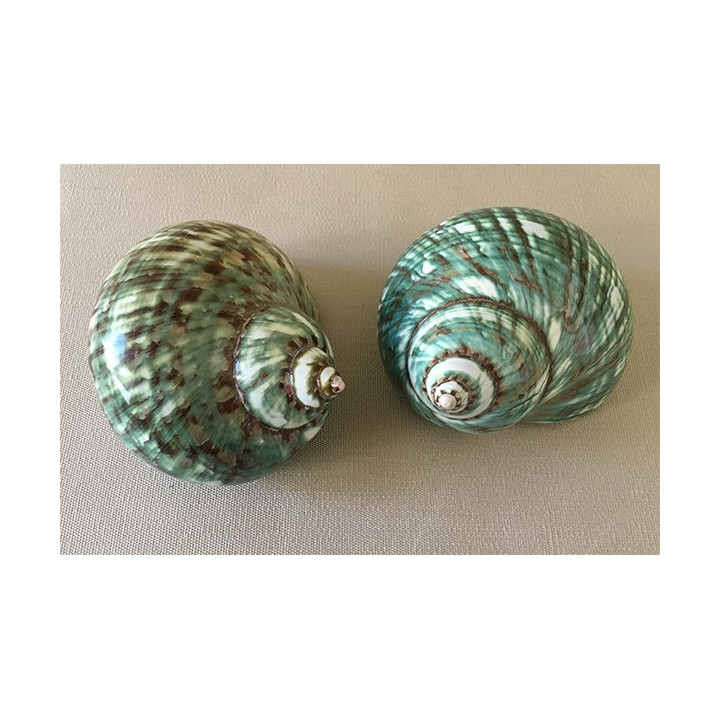 Polished green burgo 9.5/11cm by 6