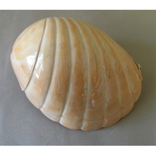 Mélo festonné 21/24cm par 1