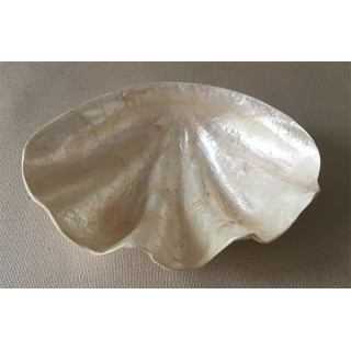 Flat Capiz blessed shape 15cm by 3