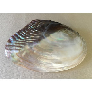 Clam in pairs 17/19cm by 3