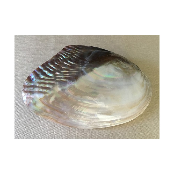 Clam en paire 17/19cm par 3