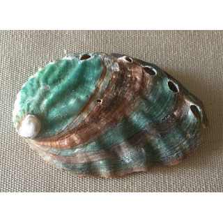 Natural abalone back color 5/6cm by 20