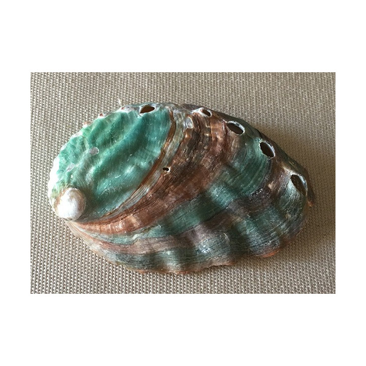 Natural abalone back color 5/6cm by 20