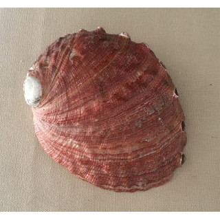 Abalone Rufescens 12.5/15cm by 1