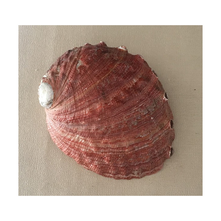 Abalone Rufescens 12.5/15cm par 1
