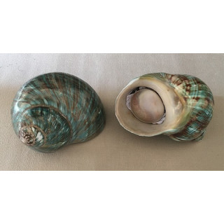 Green Burgo with Operculum 10/11cm by 3