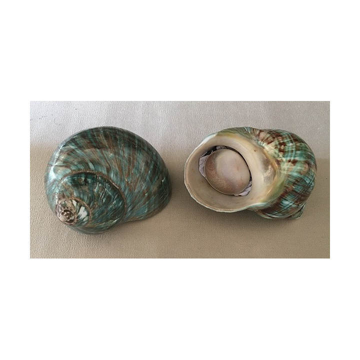 Green Burgo with Operculum 10/11cm by 3
