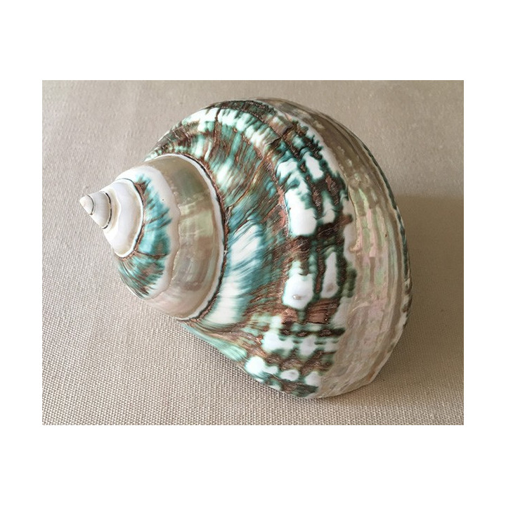 Green burgo pearly band 10/12cm lot of 6