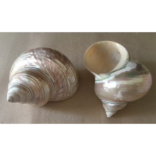 Pearly burgo 9/12cm by 6