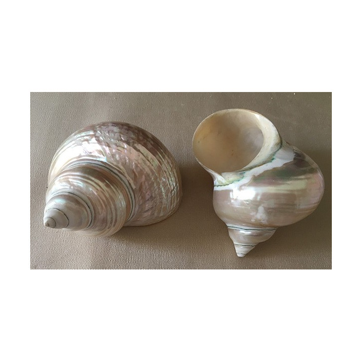 Pearly burgo 9/12cm by 6