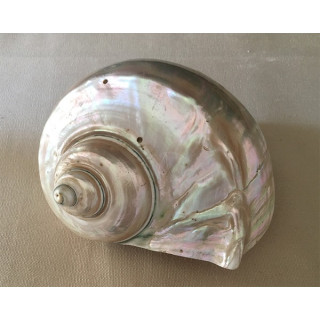 Pearly turbo Marmoratus 15/16cm by 1