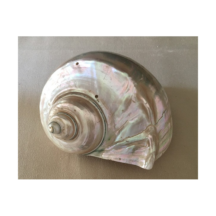 Pearly turbo Marmoratus 15/16cm by 1