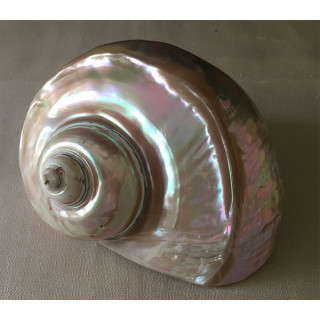 Pearly turbo marmoratus18/19cm by 1