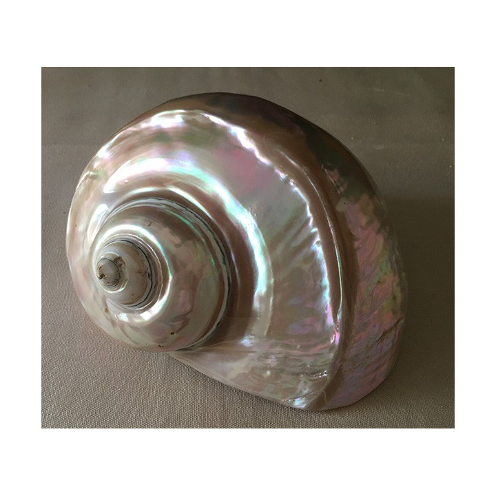 Pearly turbo marmoratus18/19cm by 1