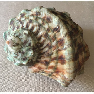 Turbo marmoratus 12/15cm by 1