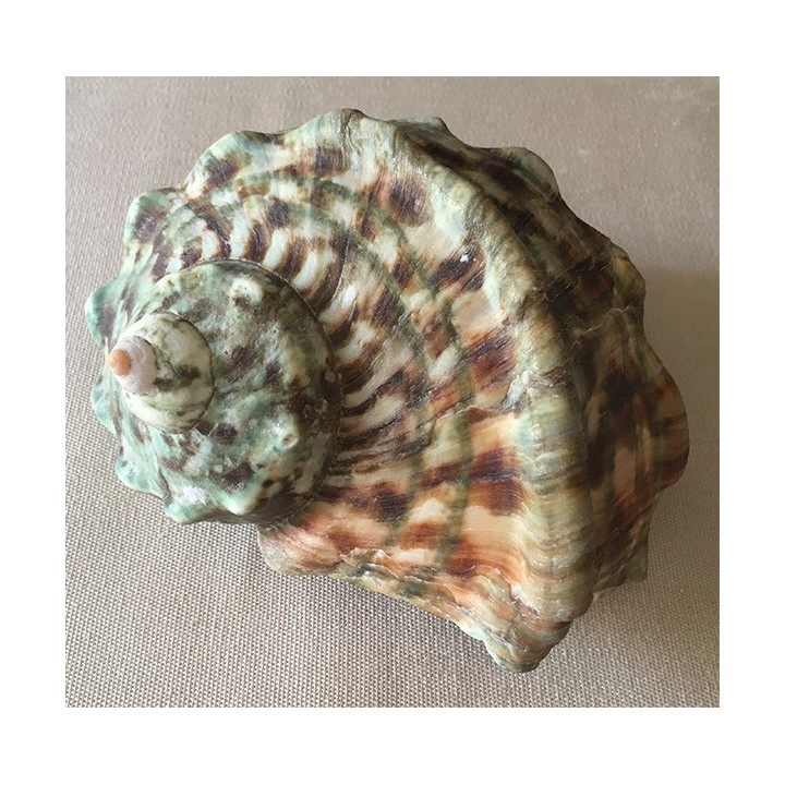 Turbo marmoratus 12/15cm par 1