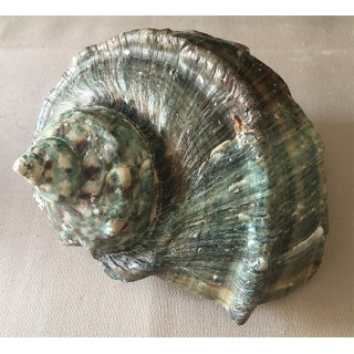 Turbo Marmoratus 16/18cm by 1