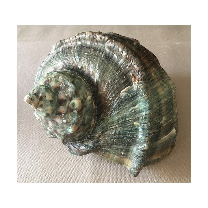 Turbo Marmoratus 16/18cm by 1