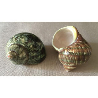 Turbo Petholatus vert 5/6cm par 25