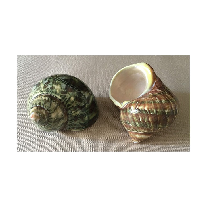 Green turbo Petholatus 6/8cm by 25