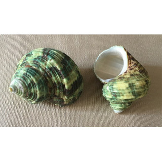 Green natural turbo 5/5.5cm by 50