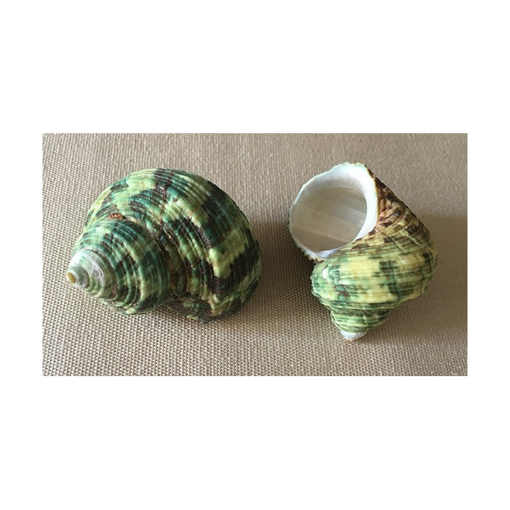 Green natural turbo 5/5.5cm by 50