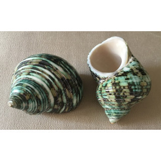 Turbo Green Poli 5/6cm by 25