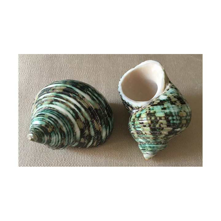 Turbo Green Poli 5/6cm by 25