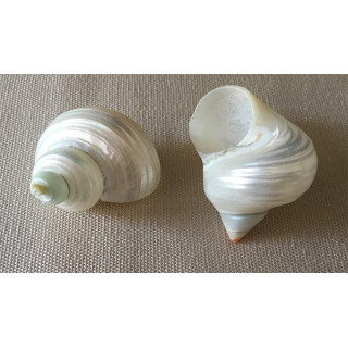 Pearly turbo 2/3cm by 50