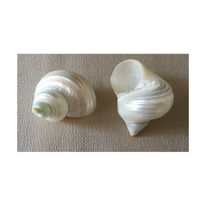 Pearly turbo 2/3cm by 50