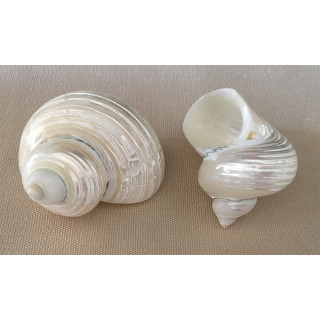 Pearly turbo 5/6cm by 25