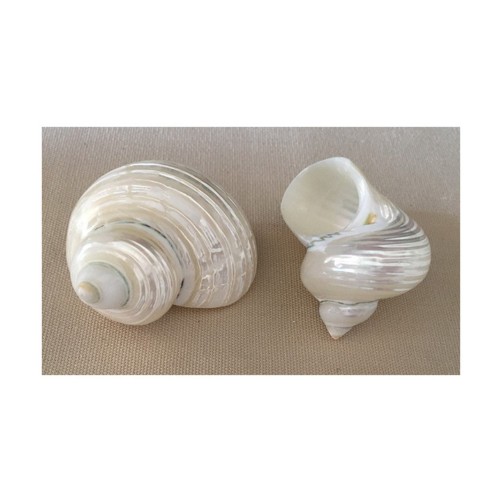 Pearly turbo 5/6cm by 25