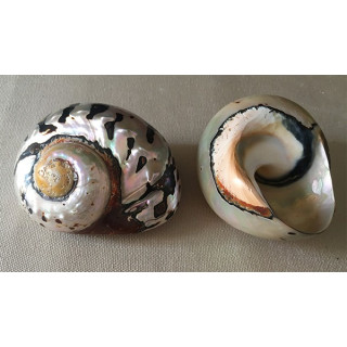 Turbo Sarmaticus 7/8cm lot of 6