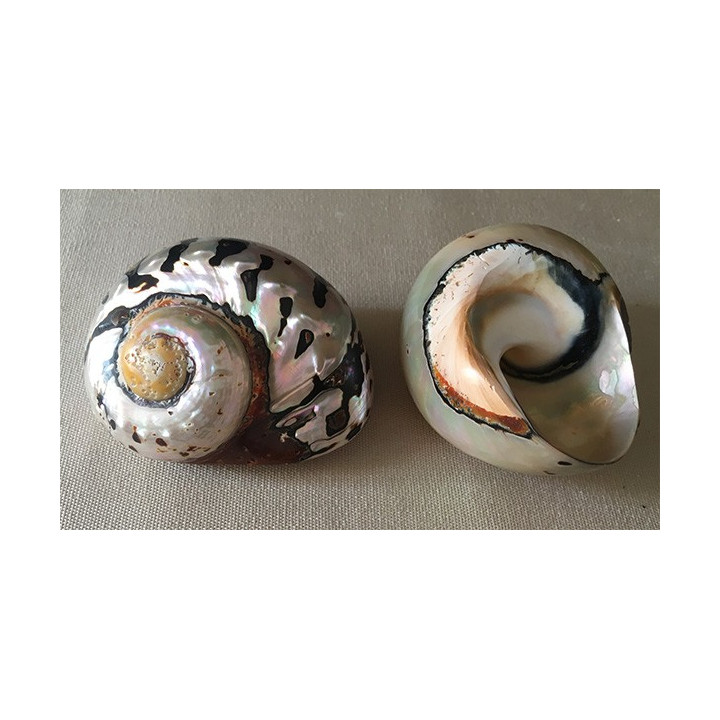 Turbo Sarmaticus 7/8cm lot de 6