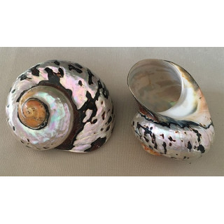 Turbo Sarmaticus 8/10cm par 6