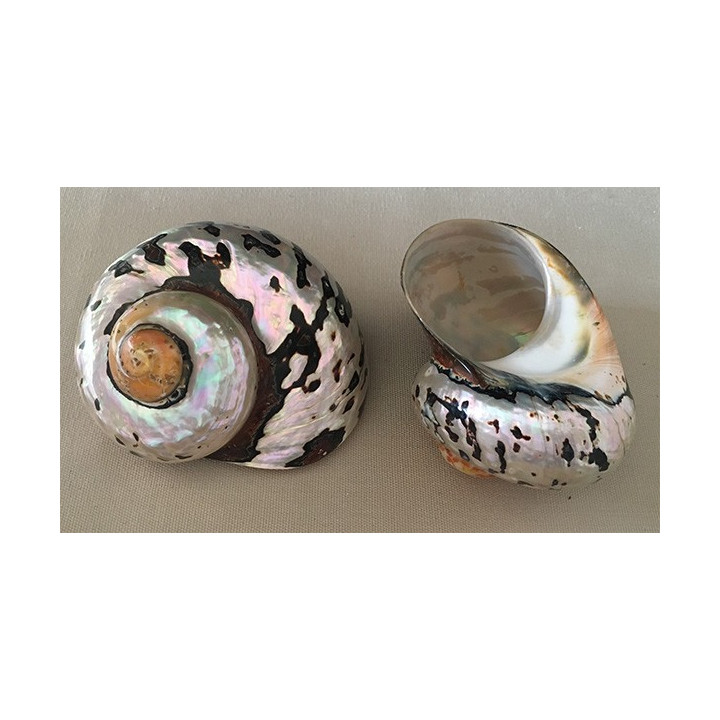 Turbo Sarmaticus 8/10cm par 6