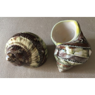 Turbo Petholatus Yellow band 6.5/7cm by 25