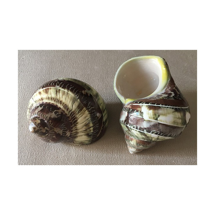 Turbo Petholatus Yellow band 6.5/7cm by 25