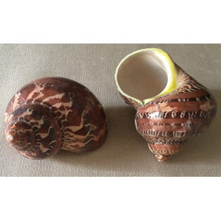 Polished turbo petholatus 7/8cm by 25