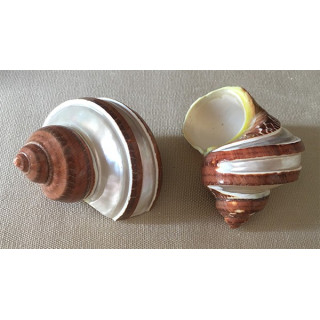 Turbo Petholatus pearly band 7/8cm by 12