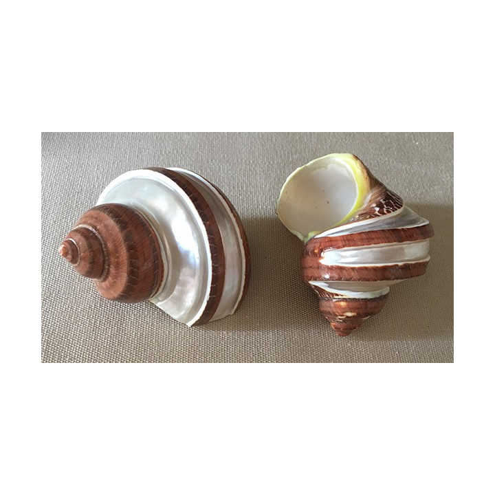 Turbo Petholatus pearly band 7/8cm by 12