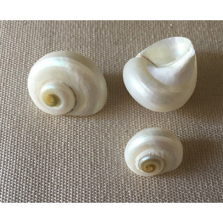 Pearly umbonium 1/2cm lot of 100