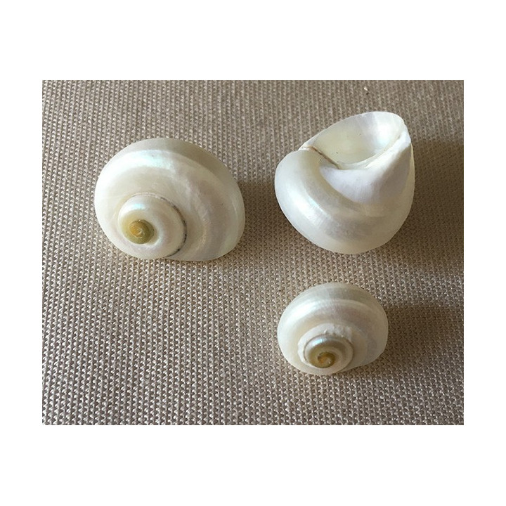 Pearly umbonium 1/2cm lot of 100