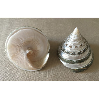 Trocha pyramid pearly band 5/7cm by 25