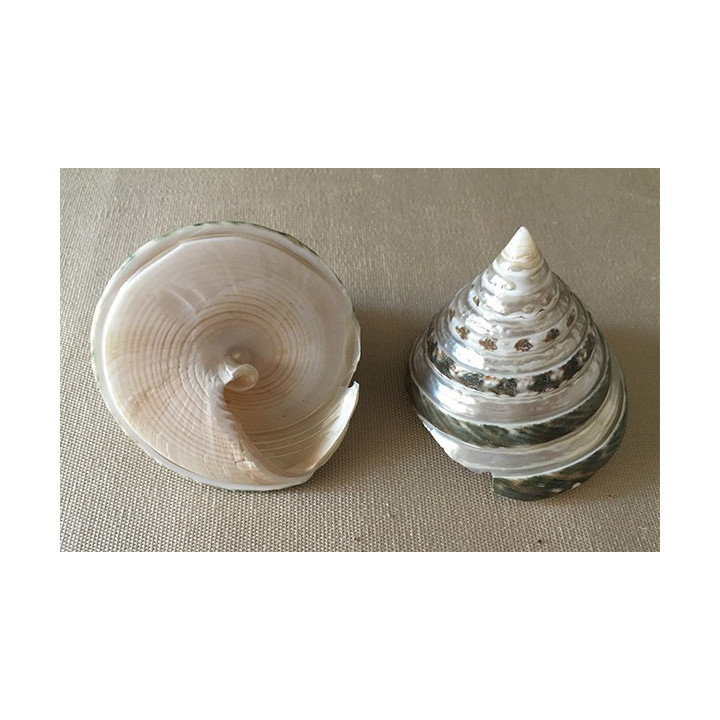 Trocha Pyramide Bande Nacrée 5/7cm par 25